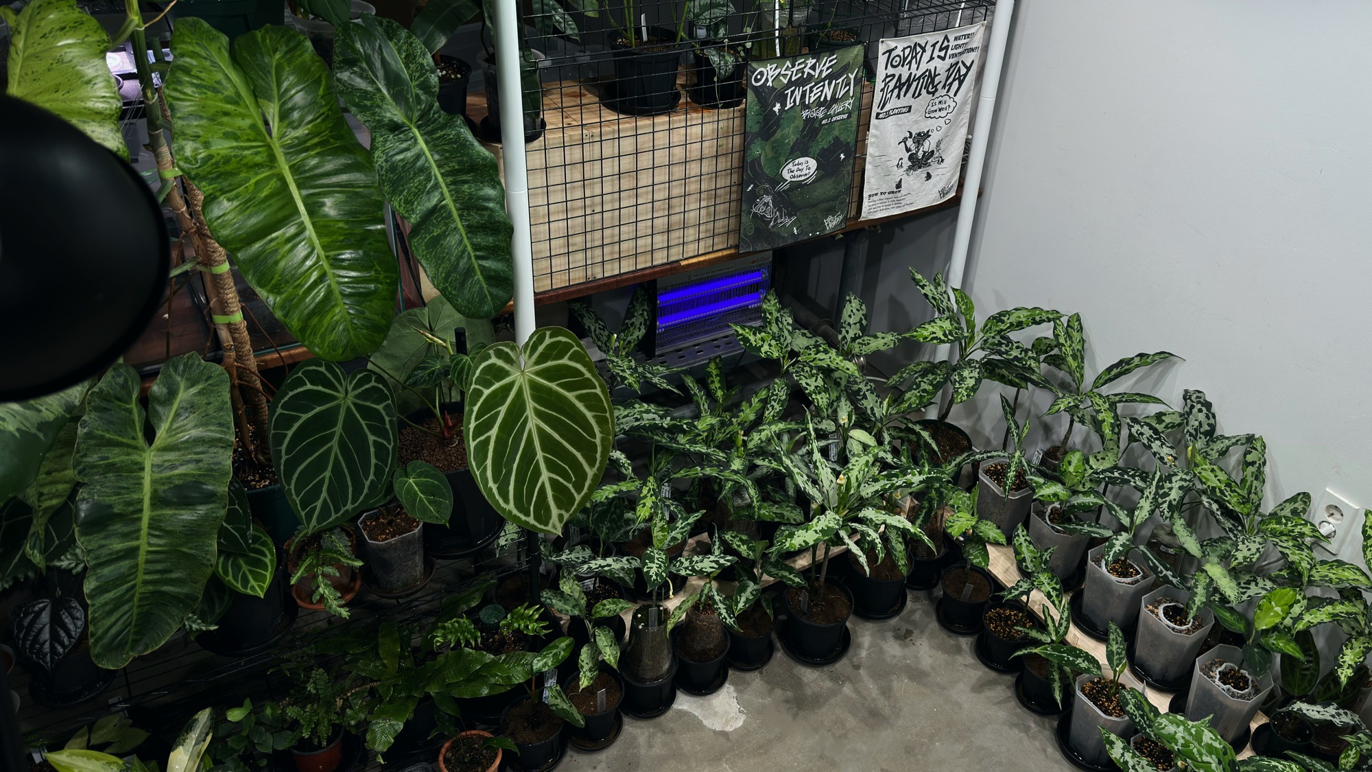 Pictum Specialist in South Korea